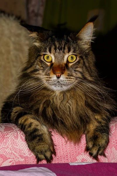 Portrait of a Maine Coon cat. Funny cat Fedor
