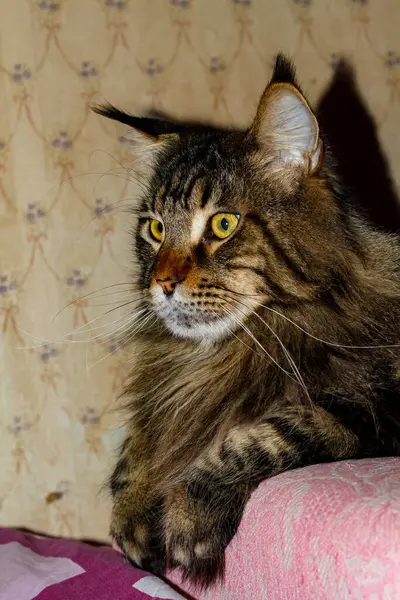 Portrait of a Maine Coon cat. Funny cat Fedor