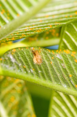 Yeşil yapraklı Halysidota harrisii