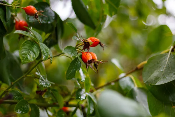 Kharkov parkında bir çalılıkta Rosehip