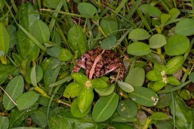 Kurbağa yeşil çimenlerde oturur.