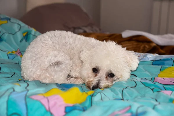 stock image White dog sleeps on a bed with a blue blanket