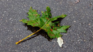 Yeşil bir akçaağaç yaprağı yağmurda asfaltta yatıyor.