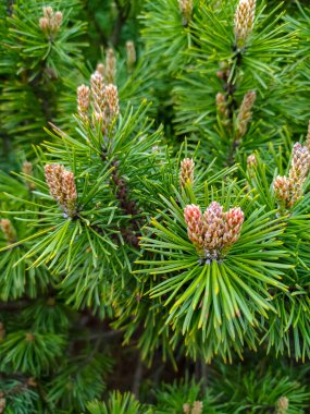 Kharkov parkında Noel ağacı dalları
