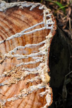 Ormandaki bir ağacın pürüzsüz kesimi, makro