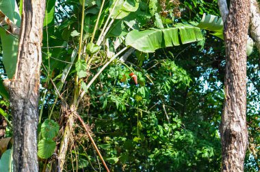 Tayland 'ın yoğun yeşil ormanı