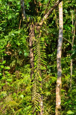 Tayland 'ın yoğun yeşil ormanı