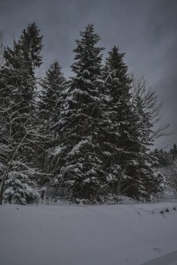 Ukrayna Karpatlarının yolu karla kaplı.