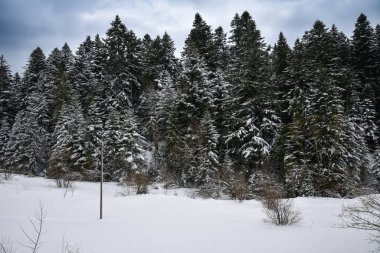 Ukrayna Karpatlarının yolu karla kaplı.