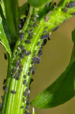 Yeşil bir sandıktaki yaprak bitleri kolonisi.