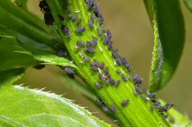 Yeşil bir sandıktaki yaprak bitleri kolonisi.