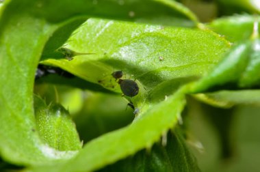 Yeşil bir sandıktaki yaprak bitleri kolonisi.