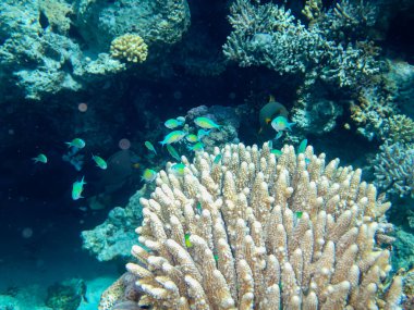 Kızıl Deniz 'in mercan kayalıklarında güzel balıklar