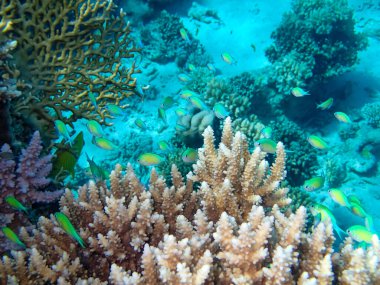 Kızıl Deniz 'in mercan kayalıklarında güzel balıklar