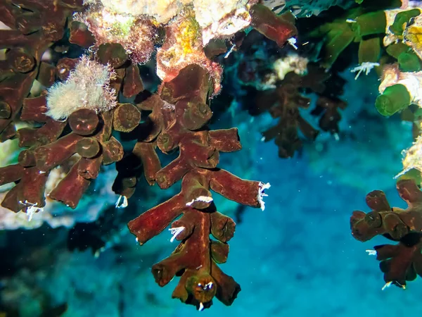 Tubastrea micrantha - Fındık faresi mercanı veya Polop suntsia - Dendrophylliidae.