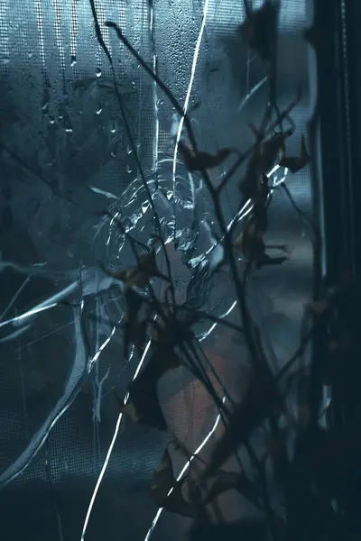 Bir kabuk parçası tarafından kırılmış pencerenin yanındaki kurumuş bir saksı bitkisi.