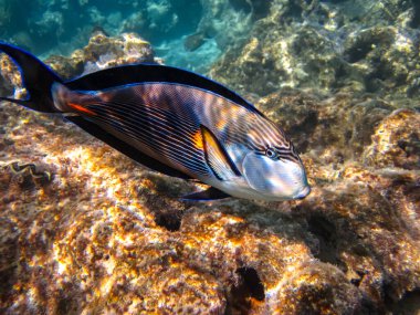 Acanthurus Sohal, Kızıl Deniz 'in mercan resiflerinin engin bir yerinde.