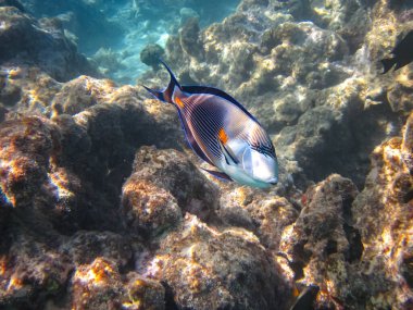 Acanthurus Sohal, Kızıl Deniz 'in mercan resiflerinin engin bir yerinde.