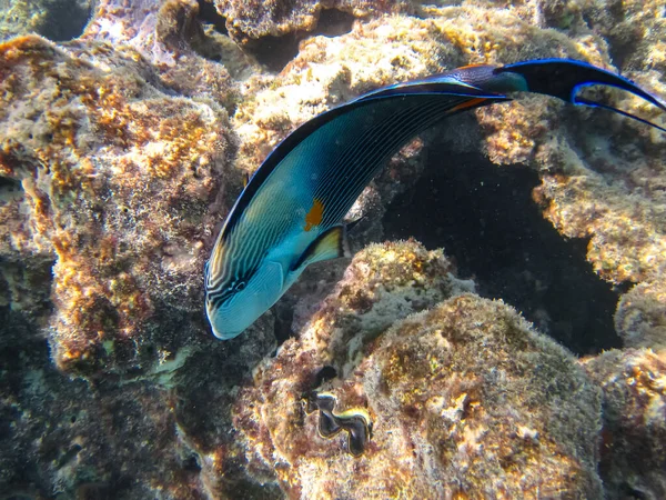 stock image Acanthurus sohal in an expanse of coral reef of the Red Sea