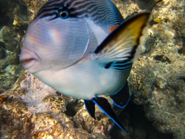 Acanthurus Sohal, Kızıl Deniz 'in mercan resiflerinin engin bir yerinde.