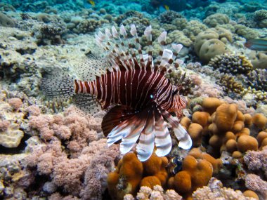 Zebra aslan balığı Kızıl Deniz 'in mercan resiflerinde bulundu.