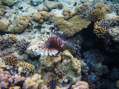 Zebra aslan balığı Kızıl Deniz 'in mercan resiflerinde bulundu.