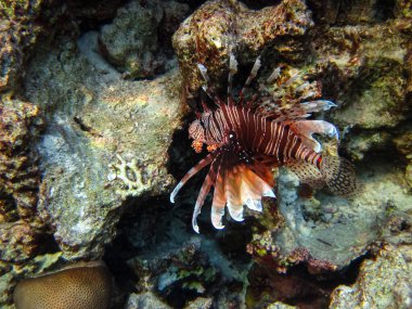 Zebra aslan balığı Kızıl Deniz 'in mercan resiflerinde bulundu.