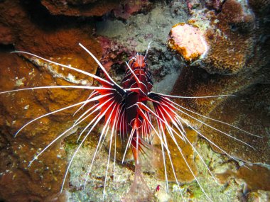 Zebra aslan balığı Kızıl Deniz 'in mercan resiflerinde bulundu.