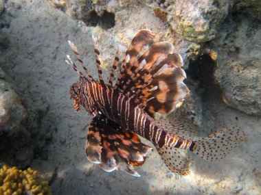Zebra aslan balığı Kızıl Deniz 'in mercan resiflerinde bulundu.
