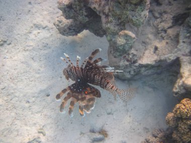 Zebra aslan balığı Kızıl Deniz 'in mercan resiflerinde bulundu.