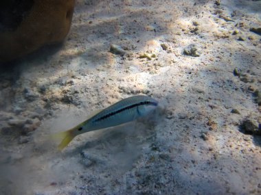 Halichoeres Horulanus Kızıl Deniz 'in mercan resiflerinin genişliğinde.