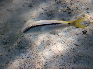 Halichoeres Horulanus Kızıl Deniz 'in mercan resiflerinin genişliğinde.