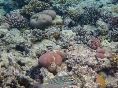 Halichoeres Horulanus Kızıl Deniz 'in mercan resiflerinin genişliğinde.