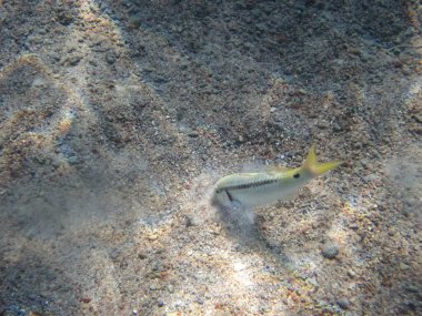 Halichoeres Horulanus Kızıl Deniz 'in mercan resiflerinin genişliğinde.