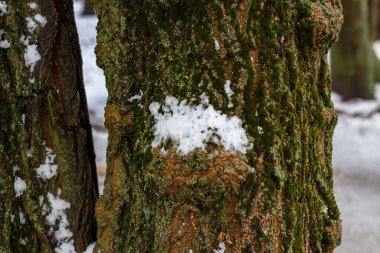 Ağaç kabuğunda ilk kar yatar
