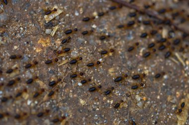 Tayland ormanında büyük bir termit kolonisi.