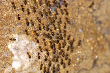 Tayland ormanında büyük bir termit kolonisi.