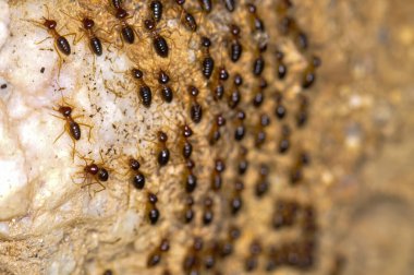 Tayland ormanında büyük bir termit kolonisi.