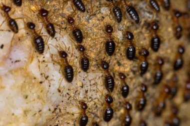 Tayland ormanında büyük bir termit kolonisi.