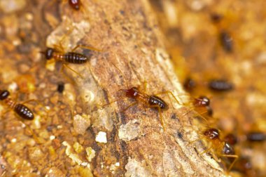 Tayland ormanında büyük bir termit kolonisi.