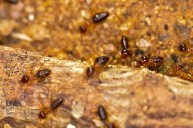 Tayland ormanında büyük bir termit kolonisi.