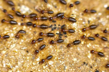 Tayland ormanında büyük bir termit kolonisi.