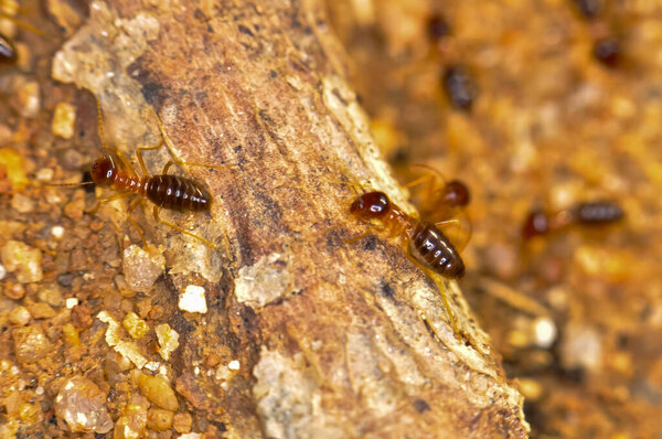 Large colony of termites in the jungle of Thailand