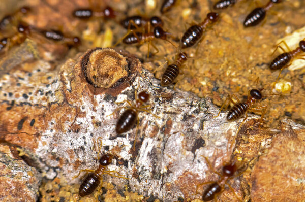 Large colony of termites in the jungle of Thailand