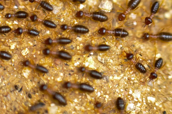 Stock image Large colony of termites in the jungle of Thailand