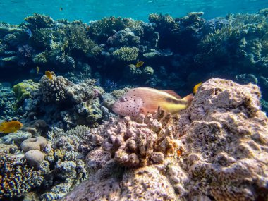 Paraşütçüler Kızıl Deniz 'in mercan kayalıklarında forsterler.