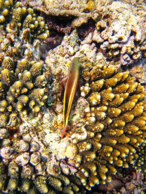 Paraşütçüler Kızıl Deniz 'in mercan kayalıklarında forsterler.