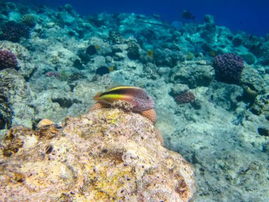 Paraşütçüler Kızıl Deniz 'in mercan kayalıklarında forsterler.