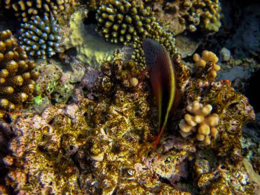 Paraşütçüler Kızıl Deniz 'in mercan kayalıklarında forsterler.