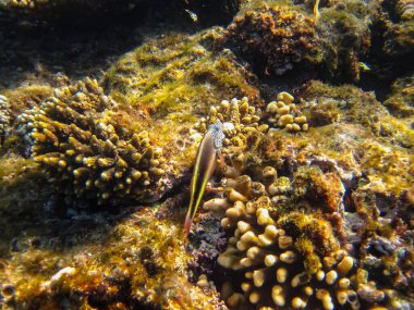 Paraşütçüler Kızıl Deniz 'in mercan kayalıklarında forsterler.